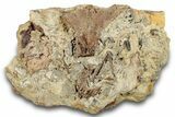 Dinosaur Tendons, Teeth, and Bones in Sandstone - Wyoming #264906-1